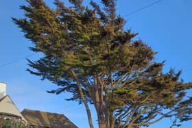 Lewes District Council said this Monterey Cypress tree in Seaford is the subject of a council tree preservation