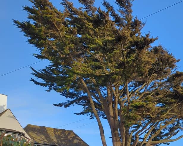 Lewes District Council said this Monterey Cypress tree in Seaford is the subject of a council tree preservation