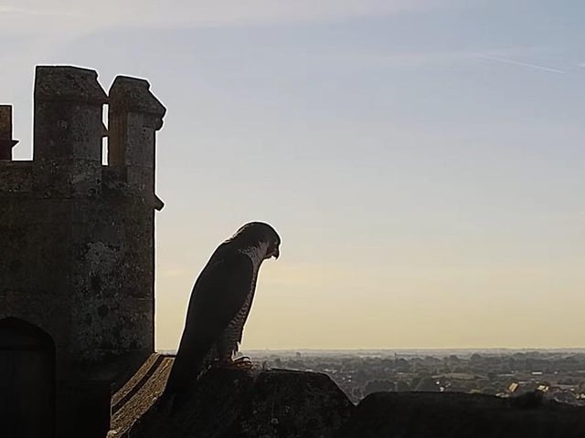 One of the parents waits for the chicks to fledge on Thursday morning