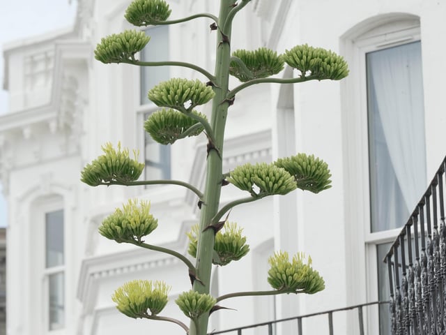 Like something out of the Triffids, this stunning agave is turning heads on Worthing seafront