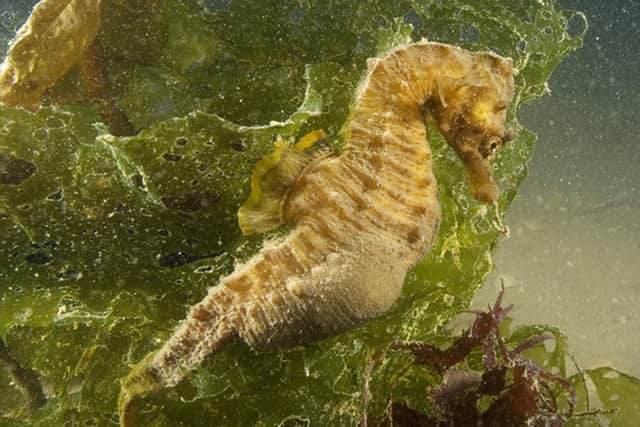 The short-snouted seahorse