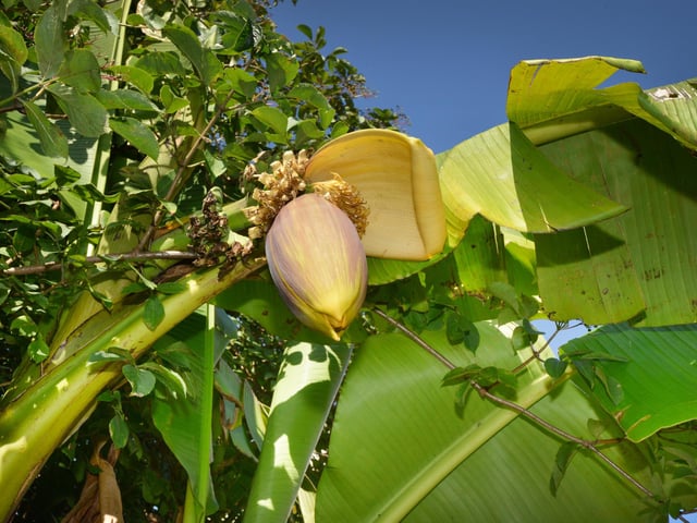 Flowering banana tree at The Clarence pub in Silverhill, St Leonards.