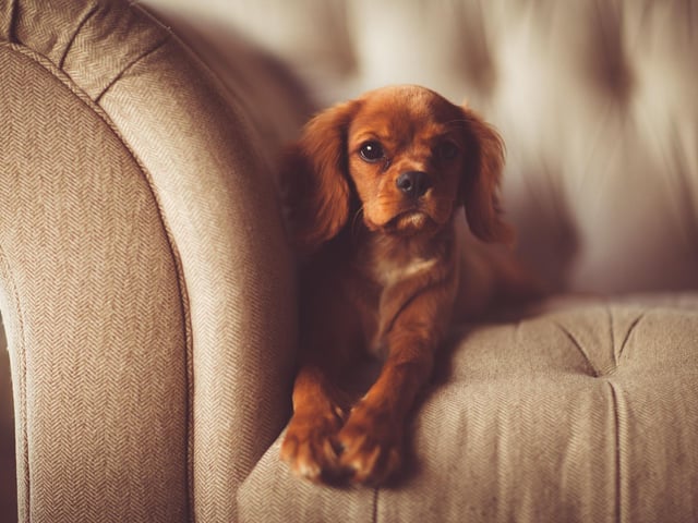 Start enforcing rules straight away. Your puppy needs to learn the house rules from the very beginning and praise him for good behaviour. Set your rules ahead of time and stick to them.