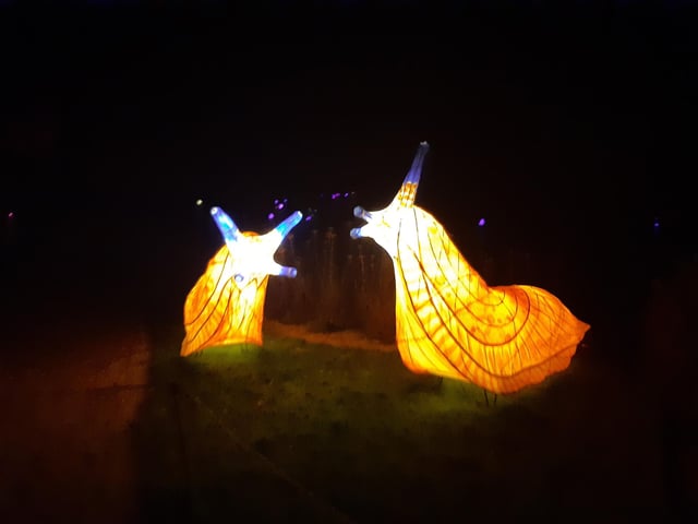 An enchanting winter lantern trail at Wakehurst Place