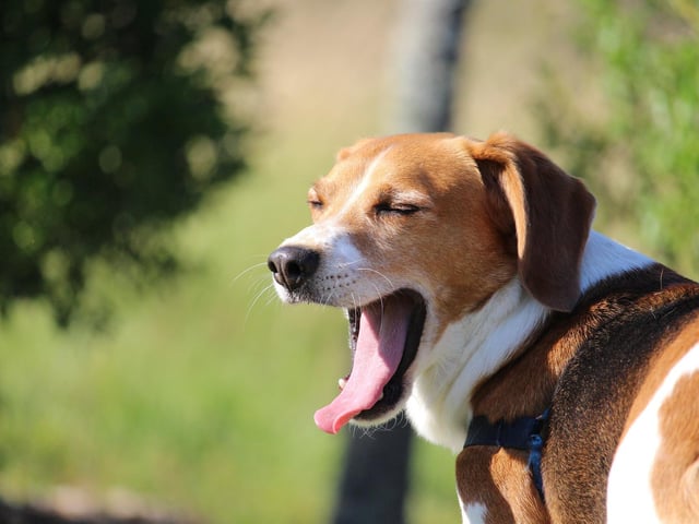 Many studies have been done to explain and understand yawning in dogs and humans. Often, when we yawn, others yawn around us, and so do our dogs. This can mean they want to show their connection and empathy towards us.