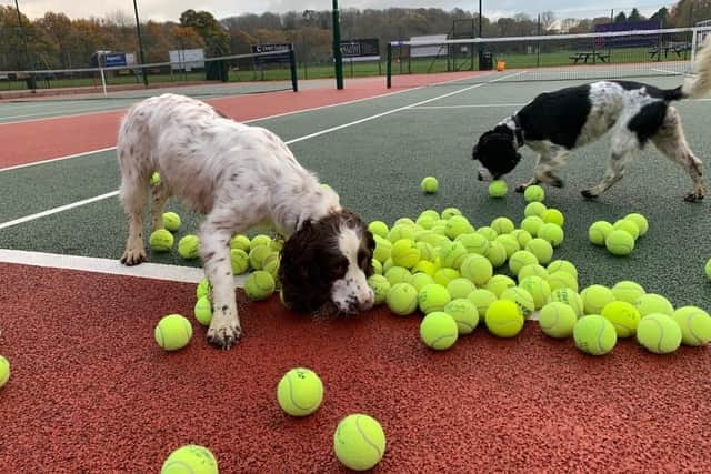 Police dog Peggy enjoys playing with tennis balls at Horsham Sports Club - along with club resident pooch Indie