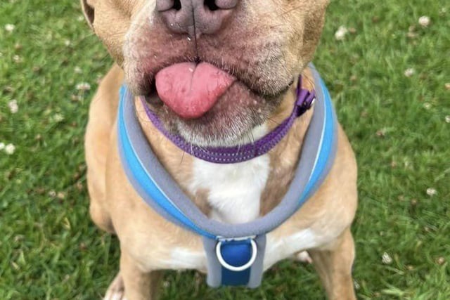 Bernadette is a very friendly, affectionate girl who loves fuss and attention. She enjoys her walks and is good on the lead. She knows how to sit when asked and enjoys playing with any toys. Although Bernadette has lived with other dogs, the RSPCA said she would prefer to be the only dog in the home.