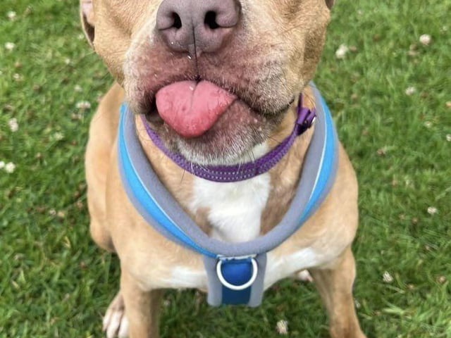 Bernadette is a very friendly, affectionate girl who loves fuss and attention. She enjoys her walks and is good on the lead. She knows how to sit when asked and enjoys playing with any toys. Although Bernadette has lived with other dogs, the RSPCA said she would prefer to be the only dog in the home.