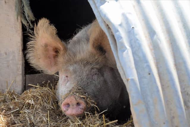 Pig at Home Farm Goodwood