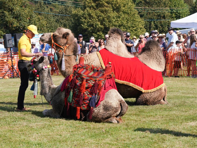 Huge crowds were in Findon today (September 9) to attend the world-famous sheep fair.