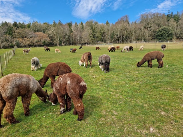 Peta and Bruce Ives believe they were the first people in the world to offer alpaca walking to the public