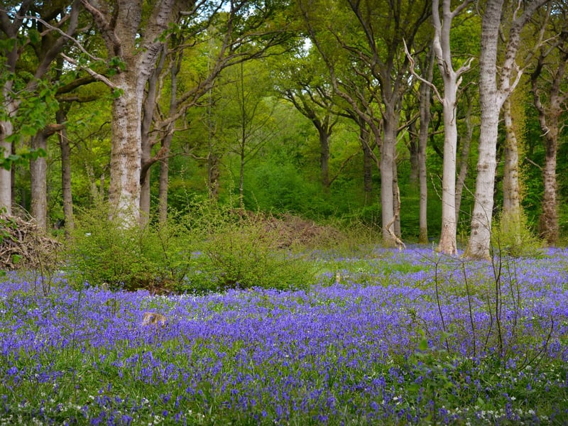 Arlington Bluebell Walk 2022 at Bates Green Farm, Tye Hill Road.
