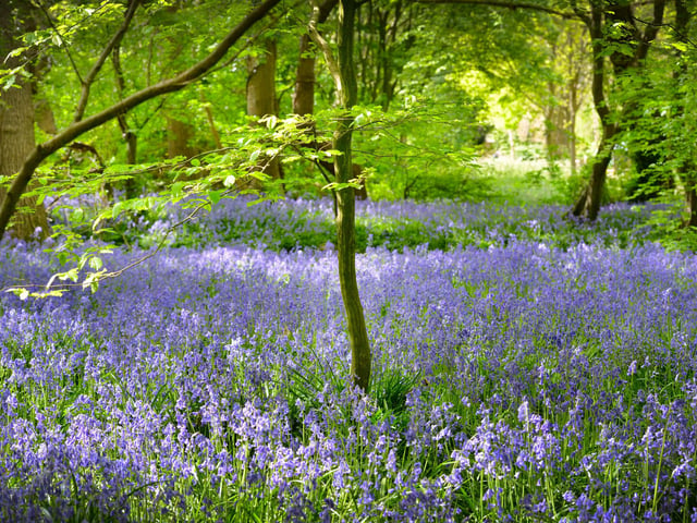 Arlington Bluebell Walk 2022 at Bates Green Farm, Tye Hill Road.