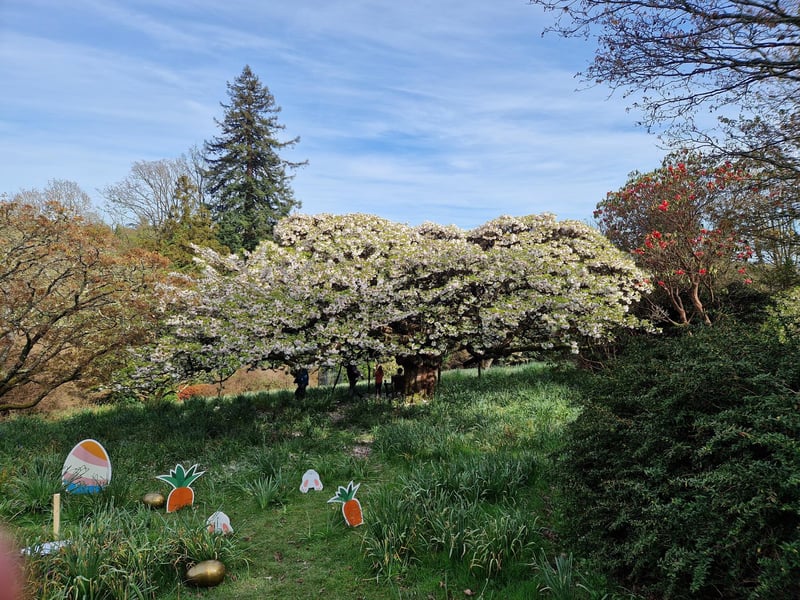 Leonardslee Lakes and Gardens has a new playpark