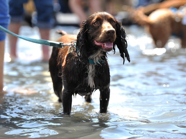Saturday at Goodwoof 2023. Pic S Robards SR2305201