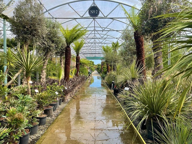 Architectural Plants