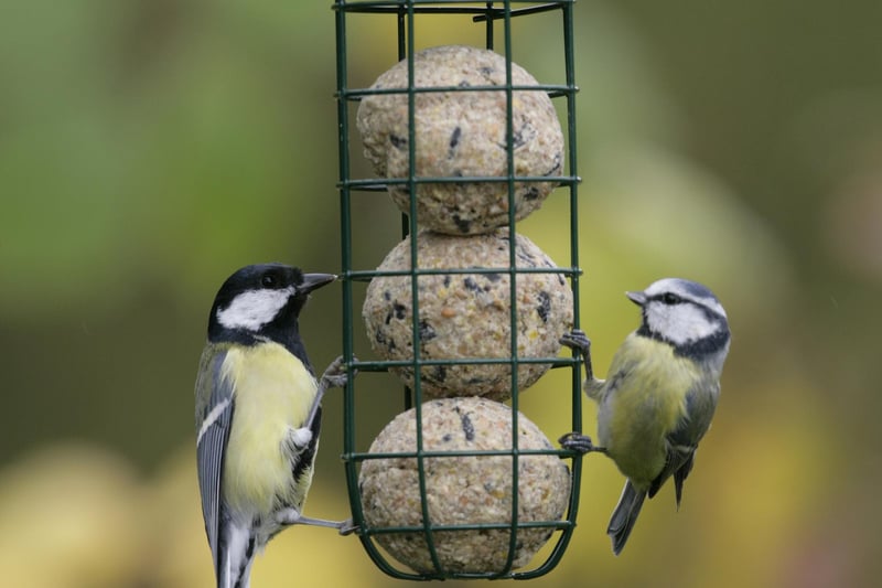 Great tit  and Blue tit, feeding from small suet ball feeder, in garden