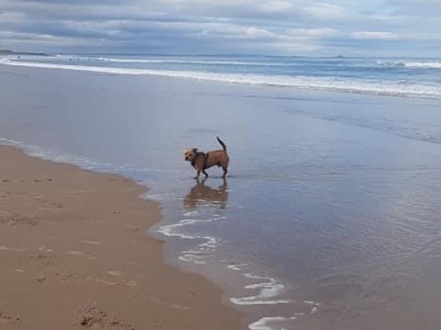 Dog friendly Sussex town