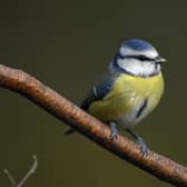 RSPB’s Big Garden Birdwatch is the UK’s largest garden wildlife survey and provides a snapshot of how garden birds are faring in the UK. Picture courtesy of RSPB Images