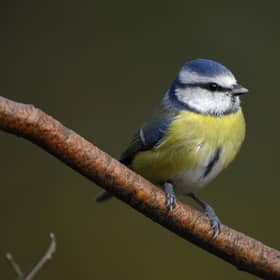 RSPB’s Big Garden Birdwatch is the UK’s largest garden wildlife survey and provides a snapshot of how garden birds are faring in the UK. Picture courtesy of RSPB Images
