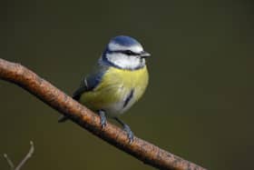 RSPB’s Big Garden Birdwatch is the UK’s largest garden wildlife survey and provides a snapshot of how garden birds are faring in the UK. Picture courtesy of RSPB Images