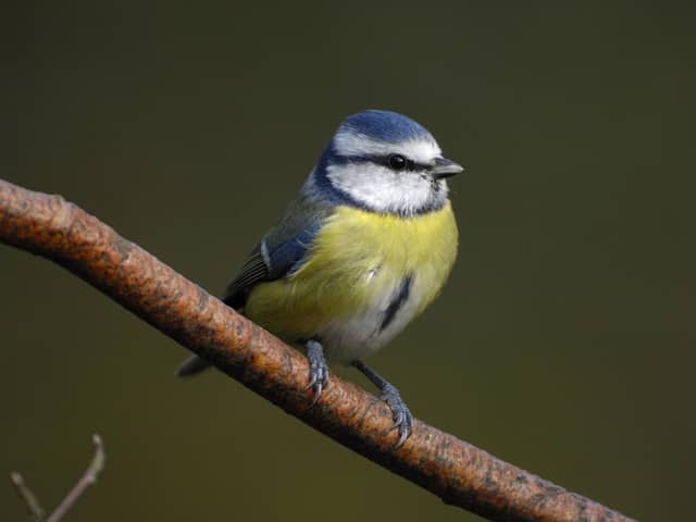 RSPB’s Big Garden Birdwatch is the UK’s largest garden wildlife survey and provides a snapshot of how garden birds are faring in the UK. Picture courtesy of RSPB Images