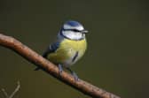 RSPB’s Big Garden Birdwatch is the UK’s largest garden wildlife survey and provides a snapshot of how garden birds are faring in the UK. Picture courtesy of RSPB Images