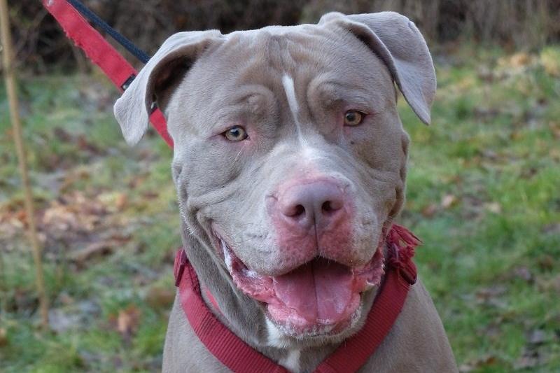 Rico is a friendly XL Bully who lost his home through no fault of his own. He a big dog who is full of fun and popular with walkers at the rescue. He can be strong, but he walks well and is very manageable.