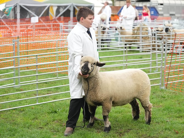 Findon Sheep Fair 2026