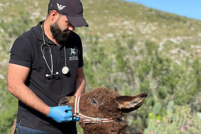 Dr Rakan Salous treating a foal in the West Bank