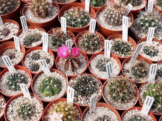 Plants galore in Alan Bromley's collection.
