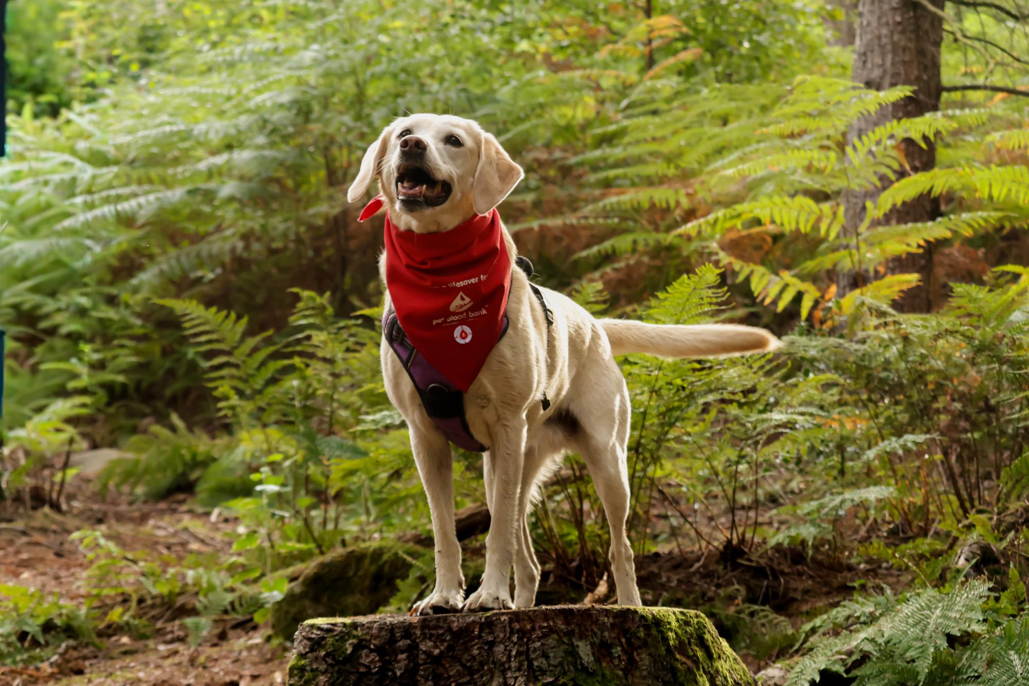 Life-saving blood bank service for dogs to start donation days at Plumpton ...