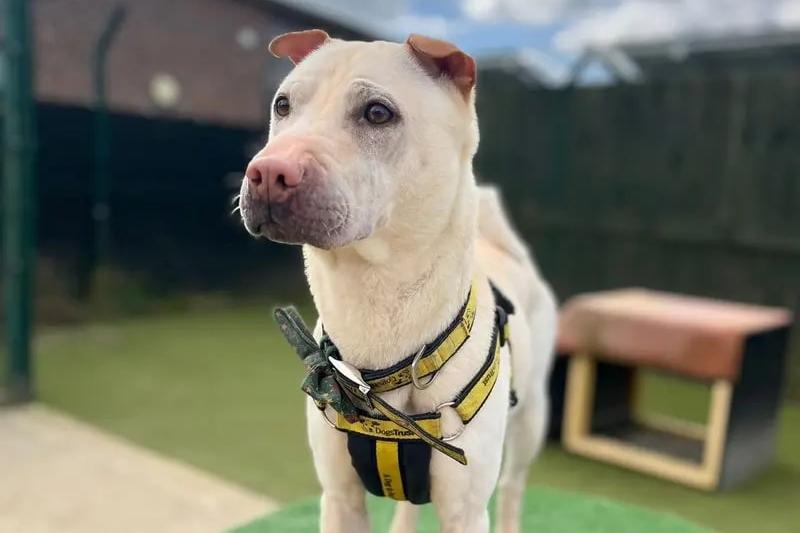 Loveable Lola is looking for an active, adult-only family, with patient adopters who can take the time to get to know her gradually. Her perfect match would be those who have the interest to teach their furry-friend new skills, and who can commit plenty of time to her ongoing training. She can be a sensitive pooch at times, so her ideal home would be somewhere calm and peaceful, where she can settle at her own pace. She can be overwhelmed when other dogs come too close to her and would best be suited to quieter walking areas, away from the hustle and bustle of busy town centres or dog parks. Lola must be the only pet in her new home and will need to wear her muzzle when out in public. She is fully muzzle-trained and has learnt to wear this using positive reinforcement training. A garden of her own would be preferred so that she could enjoy a good, off-lead run about.