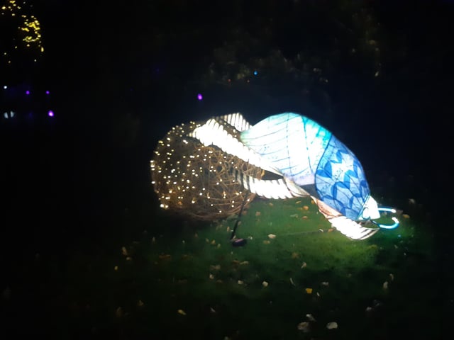 An enchanting winter lantern trail at Wakehurst Place