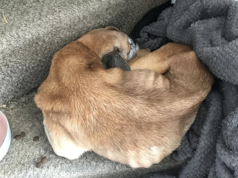 Bentley was found collapsed at the bottom of the stairs.
