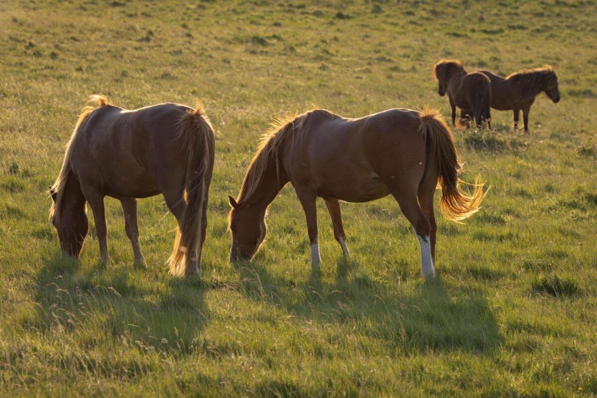 Exmoor ponies