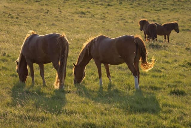 Exmoor ponies