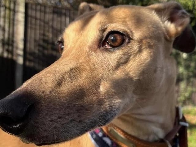 Sadie’s story is a sad one. She originally arrived at the sanctuary after a very bad start in life and turned up with broken ribs from being kicked. The sanctuary was 'delighted' when Sadie was rehomed, but sadly, after a few years, she is back in kennels. Sadie is a really strong girl with a high prey drive and her owner couldn’t walk her anymore. Sadie is loved by all of the sanctuary team, she loves to play and is very sprightly for a nine-year-old. However, due to her prey drive she must wear a muzzle when being walked and this often puts people off. Sadie would love to find a family where she can be the only pet and find that forever sofa.