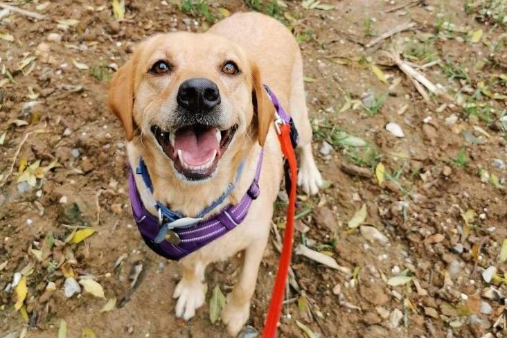 Bell is a three-year-old female Labrador retriever at the Mount Noddy Animal Centre in Black Mill Lane near Chichester.