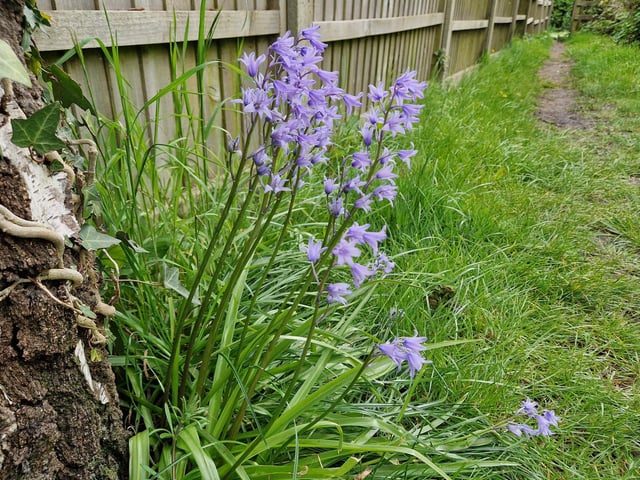 These are Spanish bluebells!