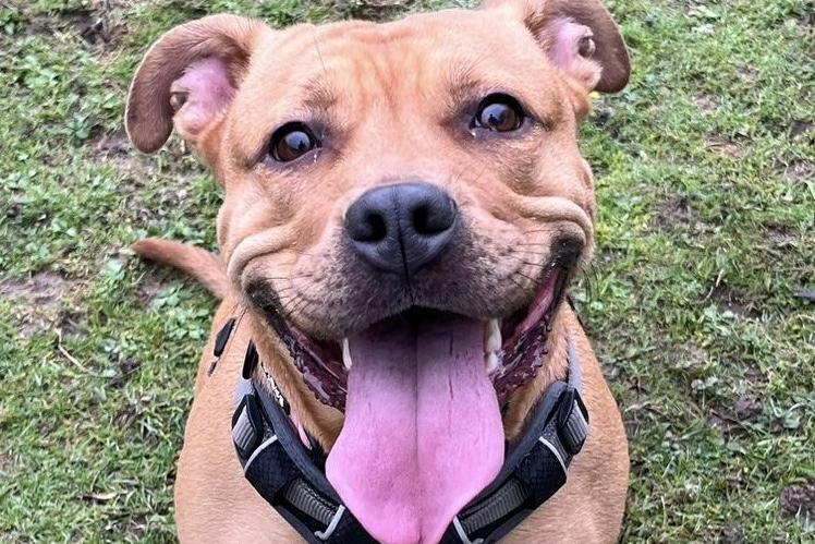 Nala is a very friendly, bouncy girl who enjoys fuss and attention. She enjoys playing with a ball and loves to have zoomies in a secure area or garden. She knows sit and her name and is housetrained. The RSPCA said Nala can be very enthusiastic with her kisses so needs someone who is used to staffie cuddles! She needs to be the only dog in the home.