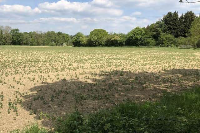 Planning permission is being sought for nearly 300 homes on Horsham farmland