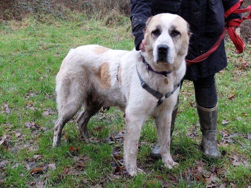 Duchess was found abandoned ex-breeder and unclaimed within a council pound. Rescue Remedies offered a place saving her life. She is now neutered, chipped, and fully vaccinated. She’s a big dog but so gentle, quite affectionate and a very happy dog. She enjoys rolling in the grass during walks, as well as belly rubs. Rescue Remedies asks all adopters to read the re-homing information carefully, especially its commitment which states all adopters should keep their dogs on leads in public places.