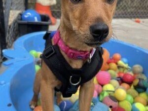Sally is a sweet girl who can be a little unsure to begin with and can be quite worried by over handling. She is improving daily and is a happy, friendly girl once she realises you are not going to hurt her. She is a very active, feisty terrier and will need complete training. Sally can be sound sensitive and the kennel environment is not the ideal situation for her. The charity said it is hoping she will blossom and come out of her shell in a new home. Sally enjoys the company of other dogs her own size and would benefit from living with an already established dog in her new home. She can be unsure of larger, bouncy dogs so would benefit from further socialisation. Sally loves playing with toys and turns into a proper little terrier when she rags her soft teddies. She will be a fun companion for someone who has experience and understanding of terriers and their ways. Sally is looking for an adult only home and she will need her own garden.