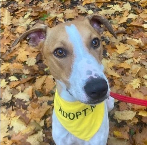 Felix is 'an absolute sweetheart' who is looking for his forever home. He will need an active home with at least one other dog. His foster carer said there will be a settling in period 'where he comes to terms with his environment' but the result will be 'well worth it'. He is a big loveable lump who walks well on the lead but you will also need to be able to control him if a squirrel or cat is seen! Ideally he would be suited to an active household (as he loves long walks) where someone is about most of the time.
