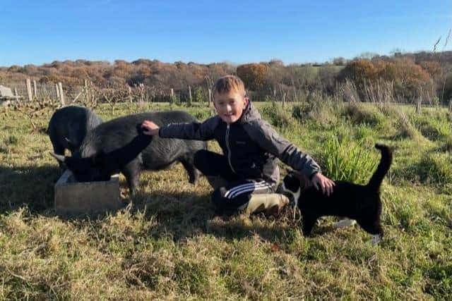 Young farmer Jack with Pip and the pigs - Animal News Agency 