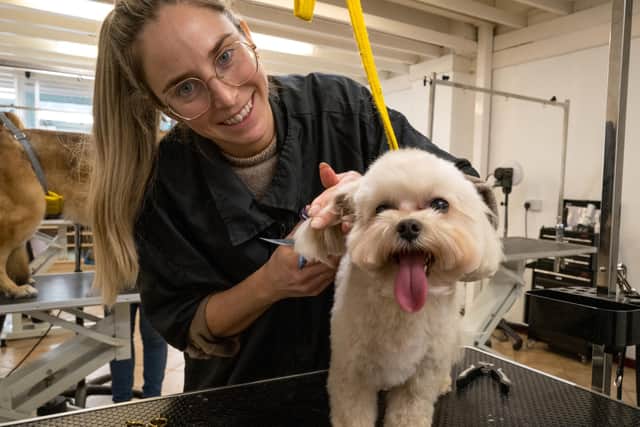 Could you become a dog groomer?