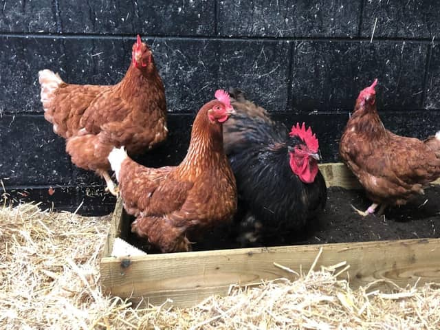The RSPCA is reminding poultry pet owners to keep birds safe as bird flu returns to the UK. Photo: RSPCA