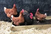 The RSPCA is reminding poultry pet owners to keep birds safe as bird flu returns to the UK. Photo: RSPCA