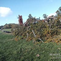 Bachelors Farm closely monitored after ancient tree brought down by storms